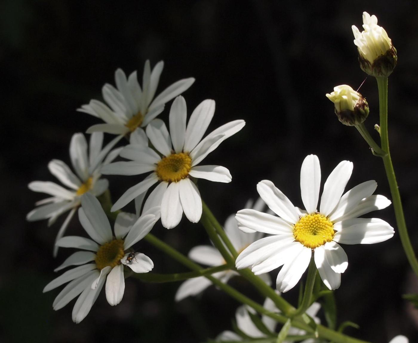 Feverfew, Scentless flower